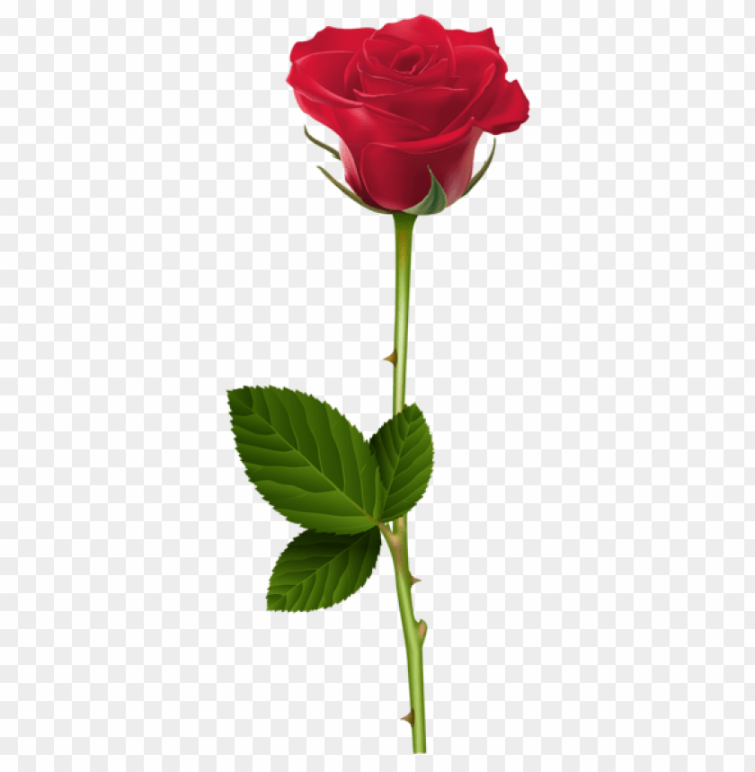 Detail Free Rose Png Nomer 6