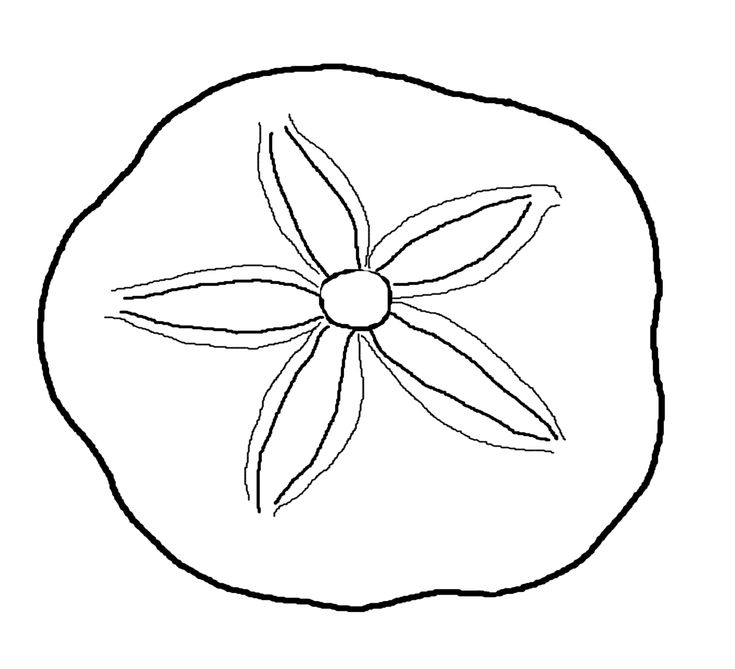 Detail Free Sand Dollar Clip Art Nomer 10