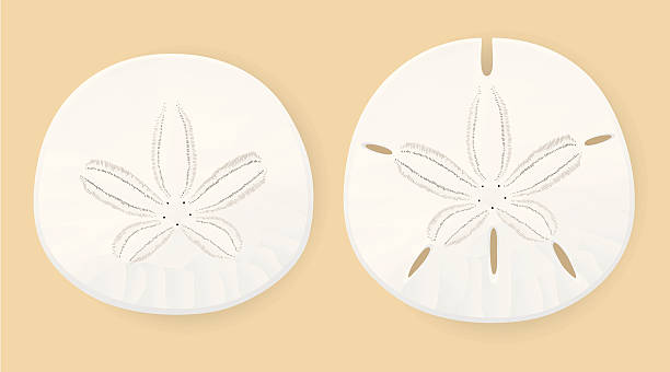 Detail Free Sand Dollar Clip Art Nomer 26