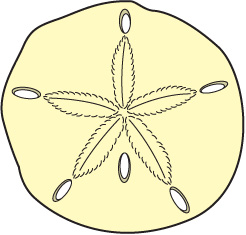 Detail Free Sand Dollar Clip Art Nomer 34