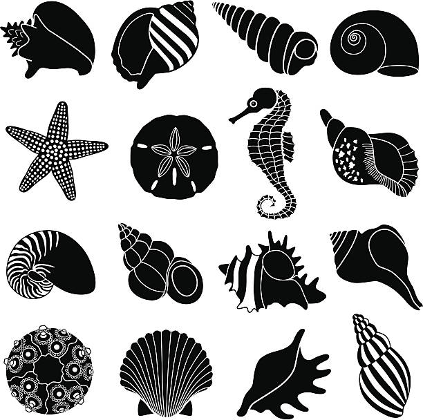 Detail Free Sand Dollar Clip Art Nomer 42