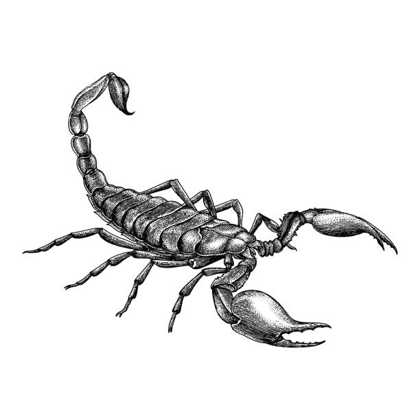 Detail Free Scorpion Clipart Nomer 2
