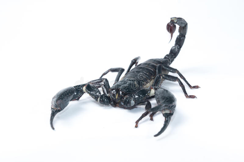 Detail Free Scorpion Images Nomer 22