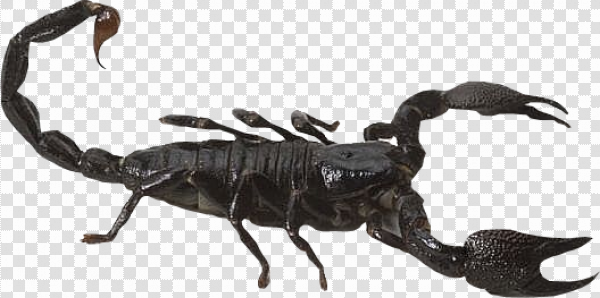 Detail Free Scorpion Images Nomer 24
