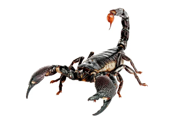 Detail Free Scorpion Images Nomer 39