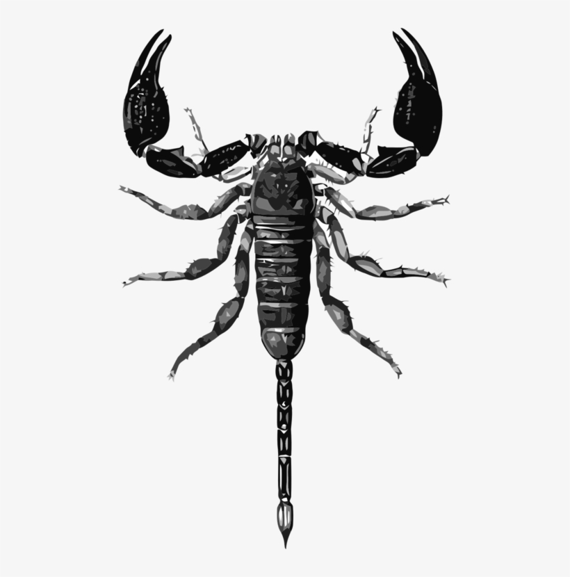 Detail Free Scorpion Images Nomer 40