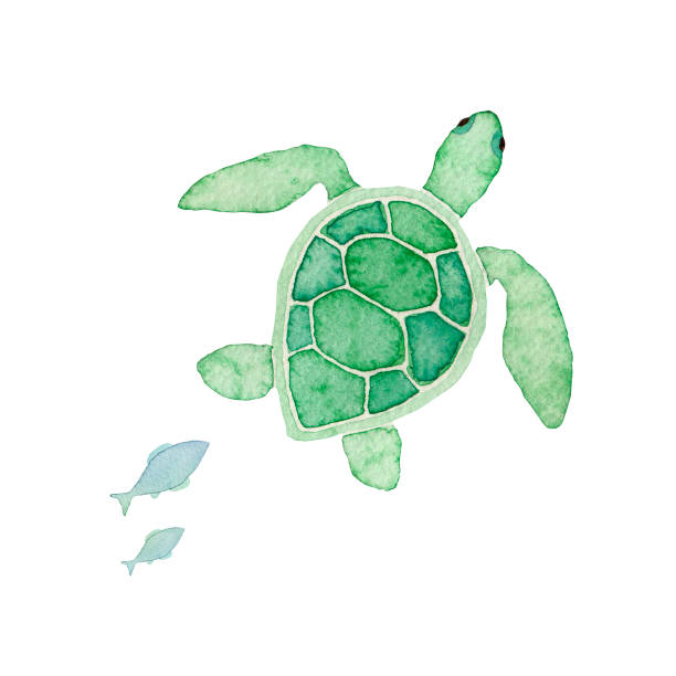 Detail Free Sea Turtle Clipart Nomer 2