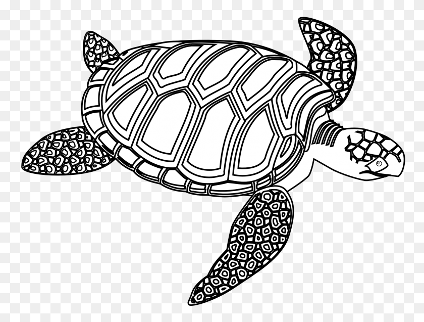 Detail Free Sea Turtle Clipart Nomer 34
