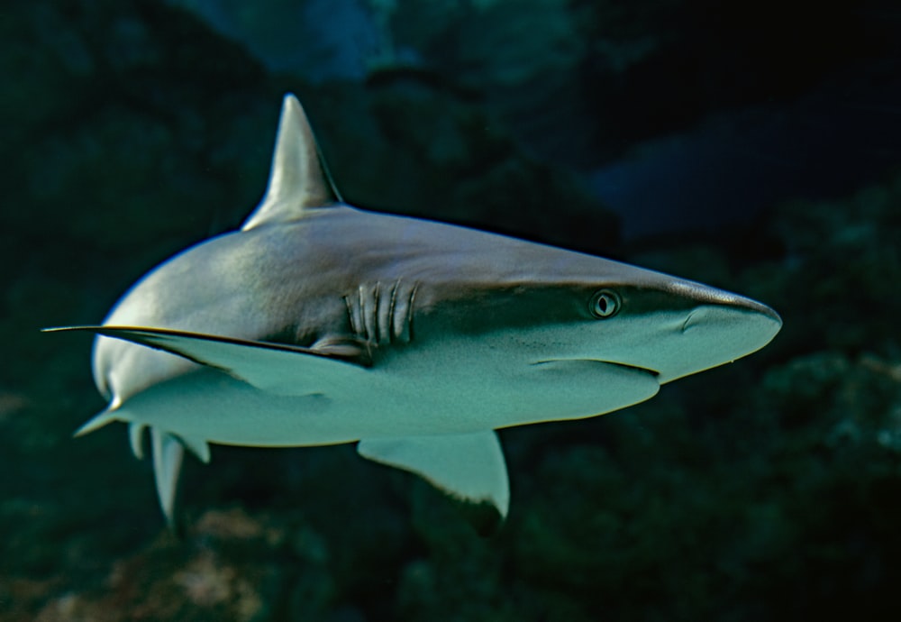 Detail Free Shark Images Nomer 12