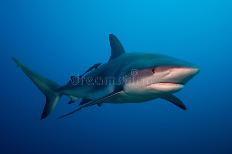 Detail Free Shark Photos Nomer 3