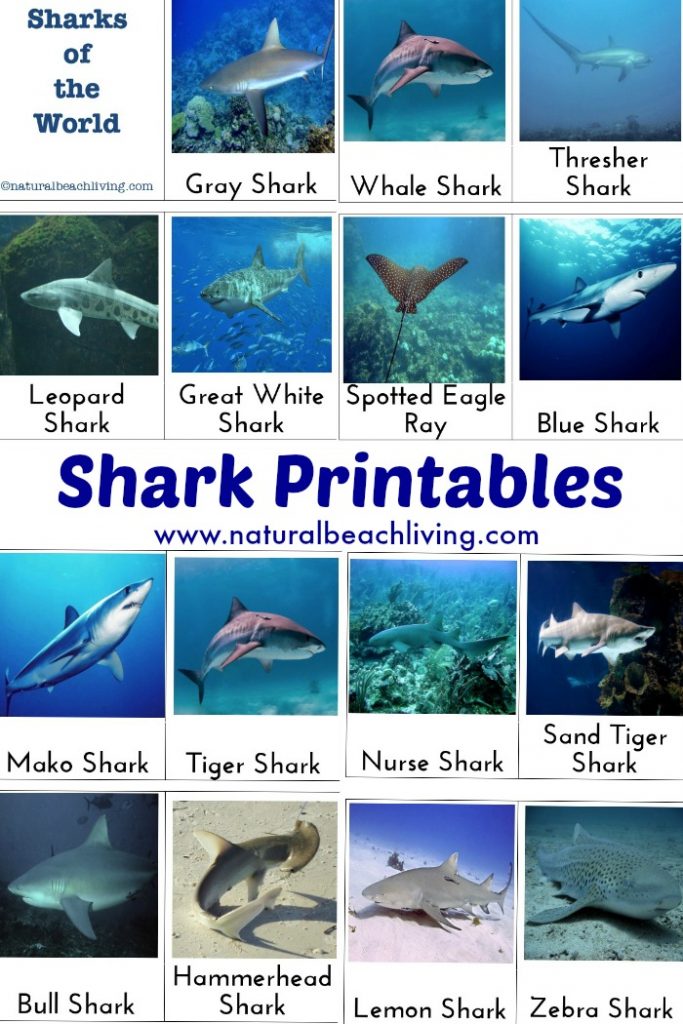 Detail Free Shark Photos Nomer 27