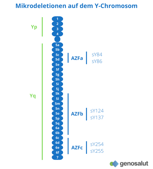 Detail Robertsonsche Translokation Nomer 12