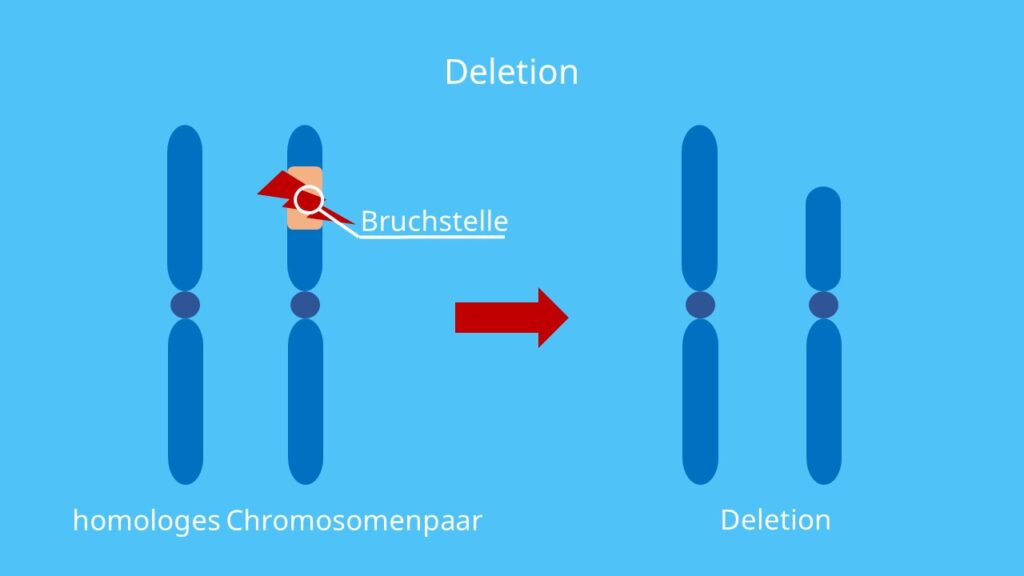 Detail Robertsonsche Translokation Nomer 13