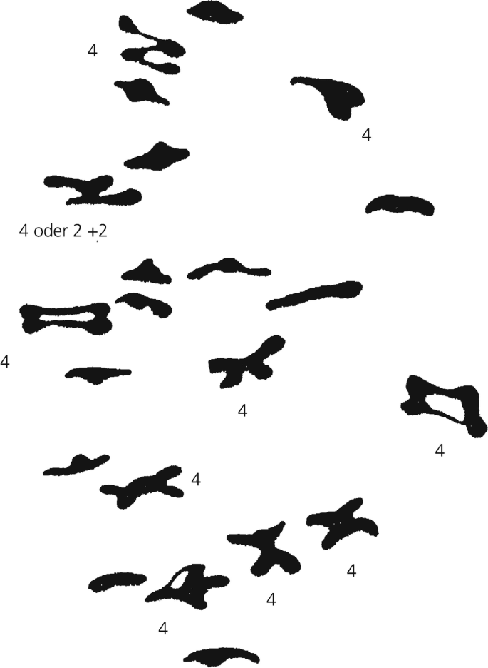 Detail Robertsonsche Translokation Nomer 15