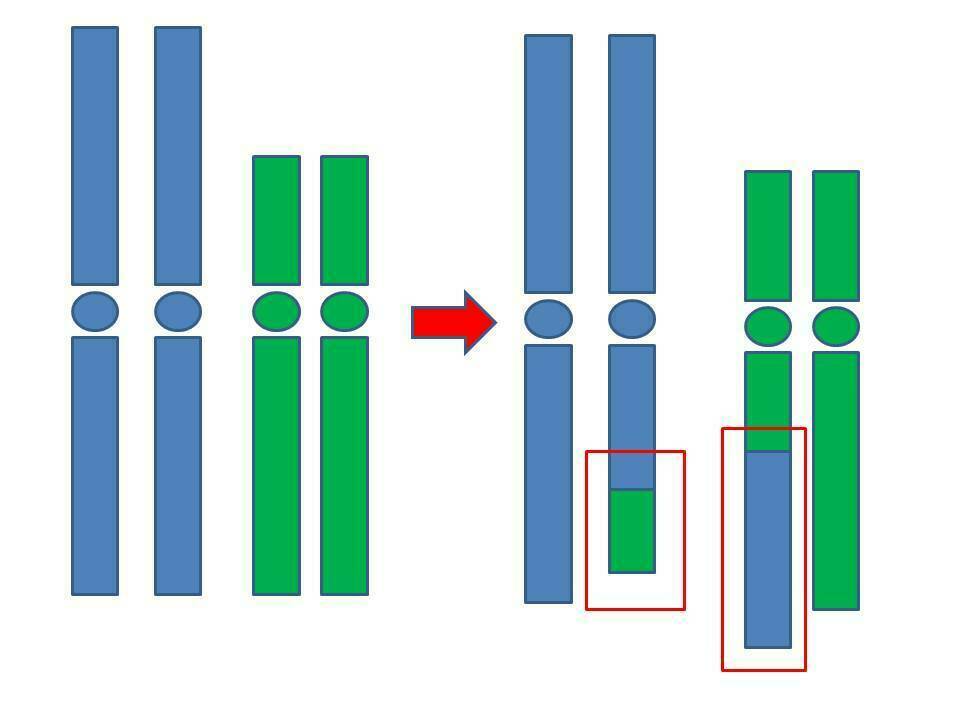 Detail Robertsonsche Translokation Nomer 5