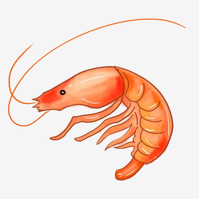 Detail Free Shrimp Clipart Nomer 21