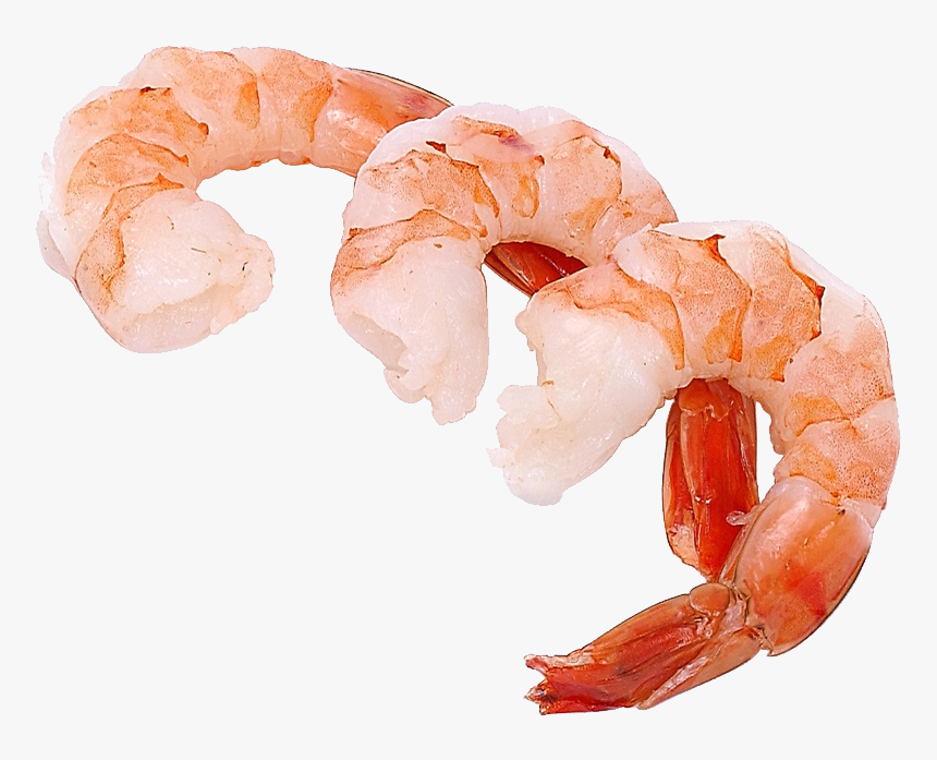 Detail Free Shrimp Clipart Nomer 43