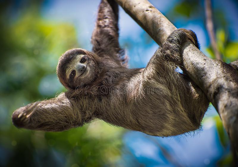 Free Sloth Images - KibrisPDR