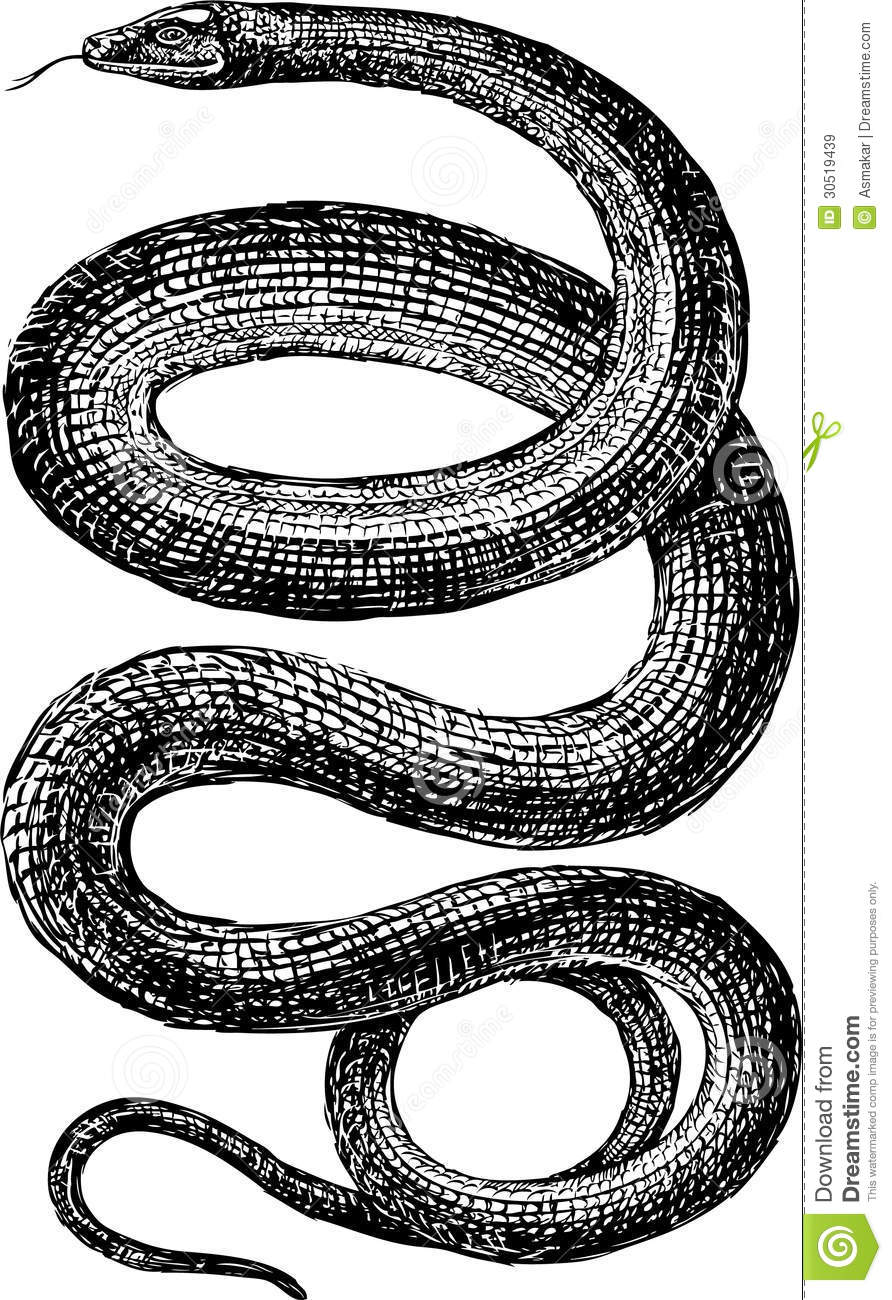 Detail Free Snake Images Nomer 34