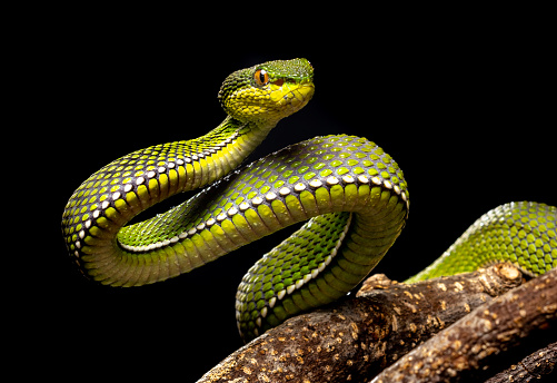 Free Snakes Pictures - KibrisPDR