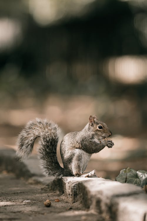 Detail Free Squirrel Images Nomer 23