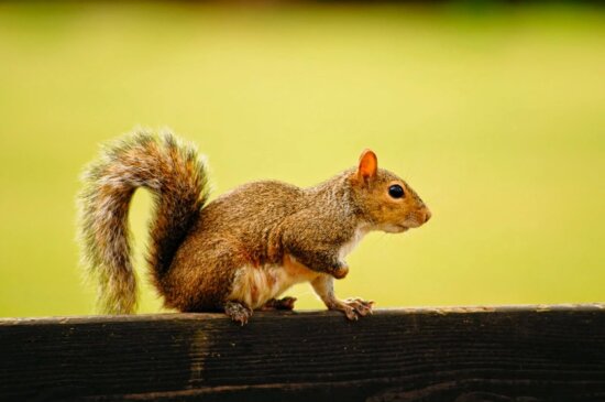 Detail Free Squirrel Images Nomer 41