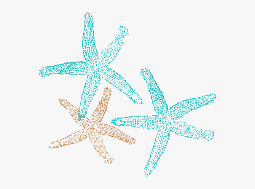 Detail Free Starfish Clipart Nomer 28