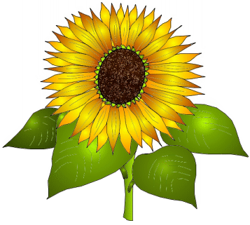 Detail Free Sunflower Clipart Nomer 15