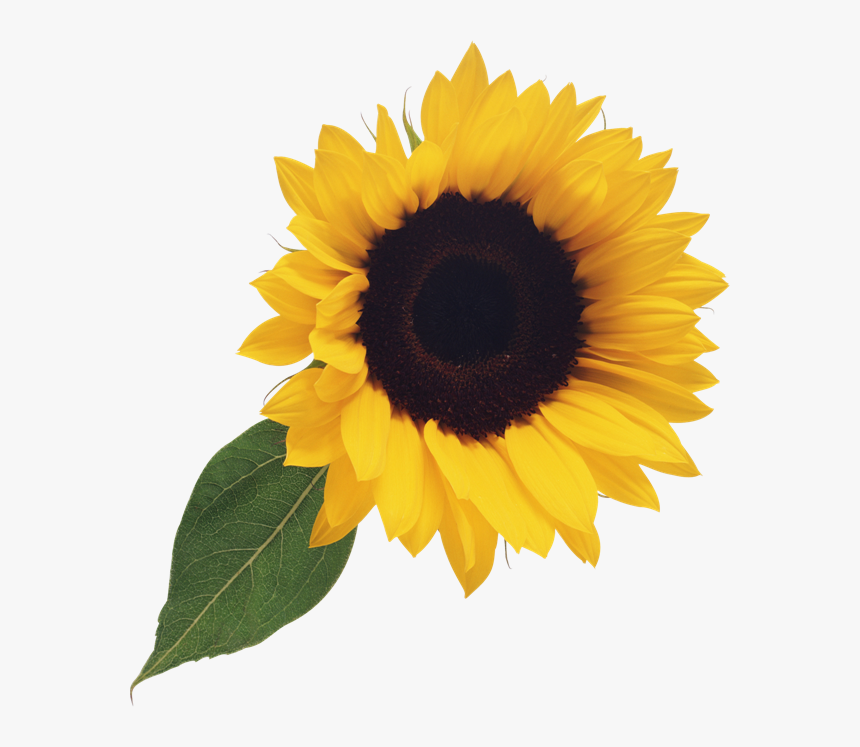 Detail Free Sunflower Clipart Nomer 31