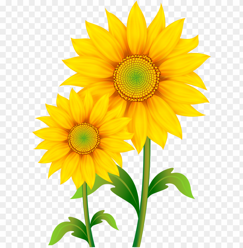 Detail Free Sunflower Clipart Nomer 40