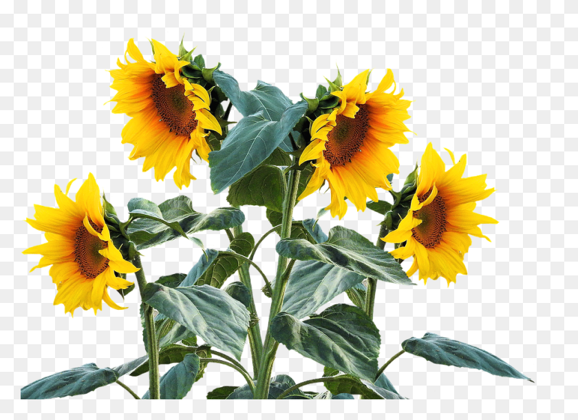 Detail Free Sunflower Clipart Nomer 43