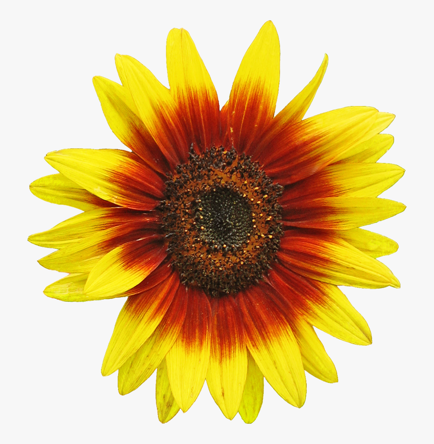 Detail Free Sunflower Clipart Nomer 55