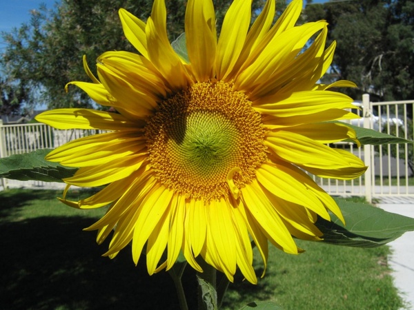 Detail Free Sunflower Images Nomer 29