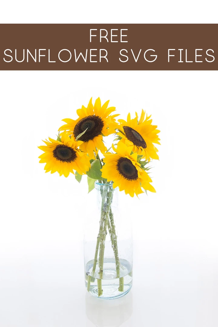 Detail Free Sunflower Images Nomer 56