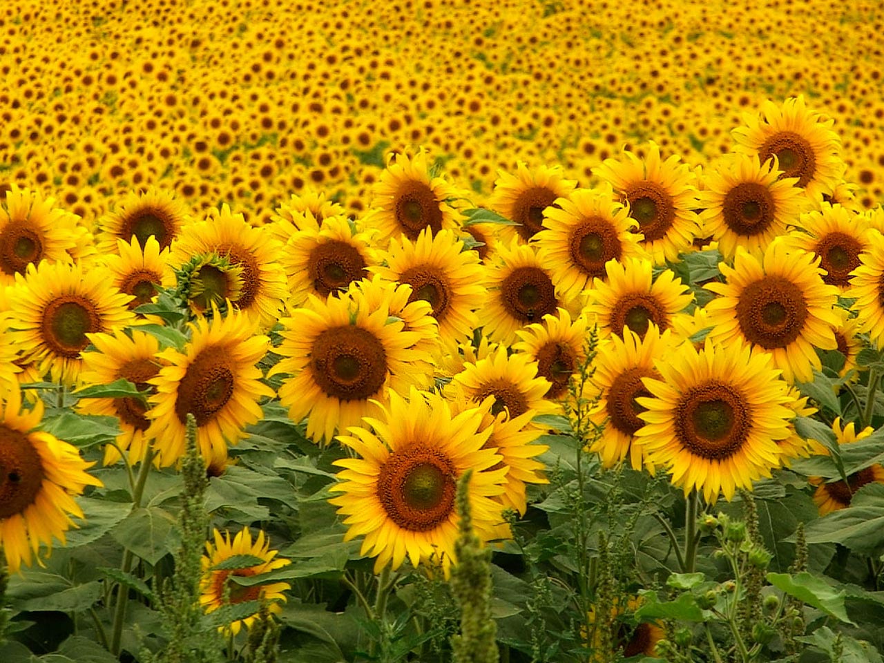 Detail Free Sunflower Photos Nomer 53