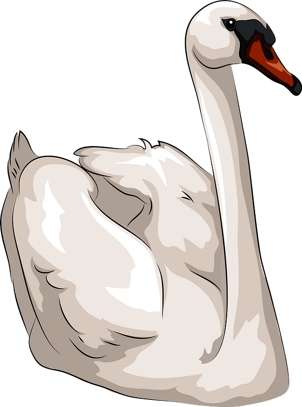 Detail Free Swan Clipart Nomer 20