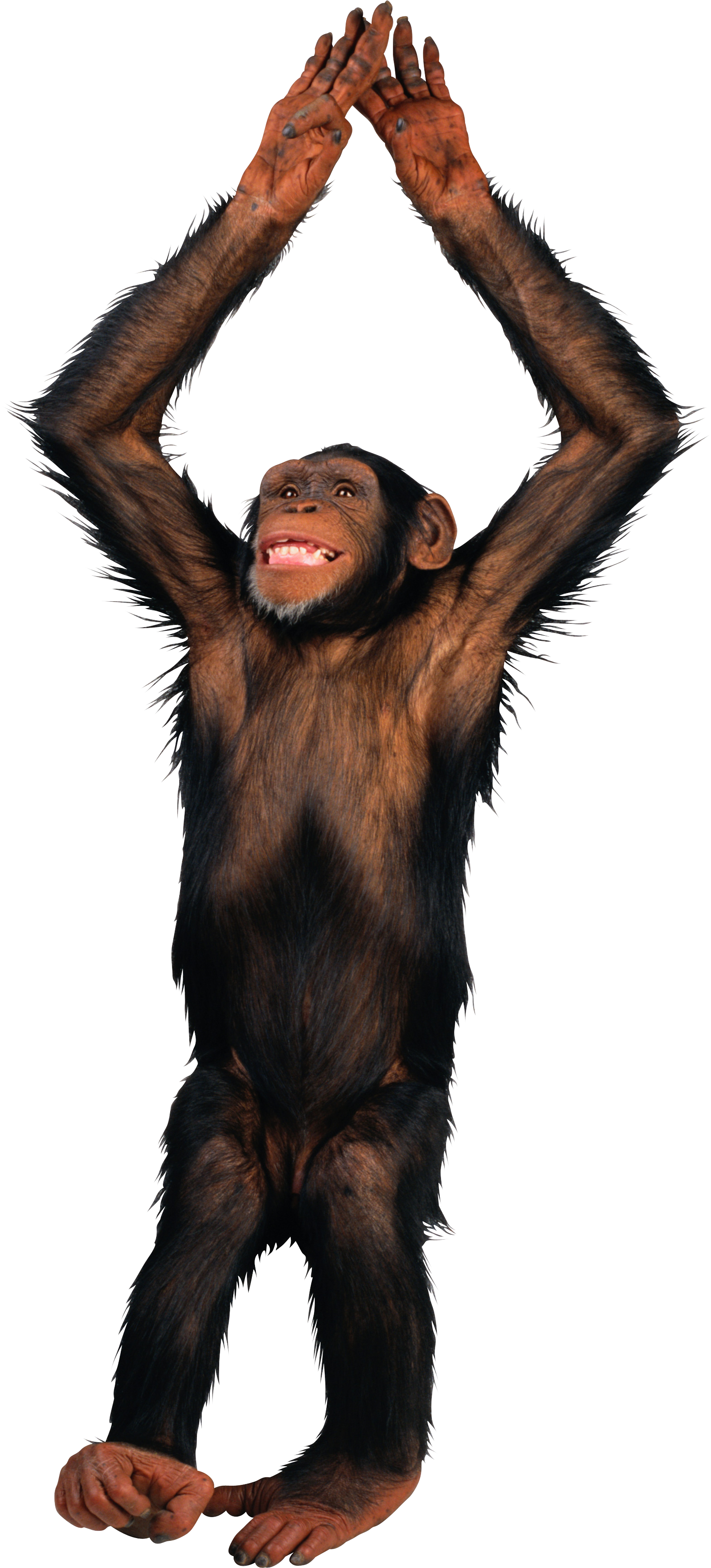 Detail Free The Monkey Nomer 31