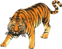 Detail Free Tiger Clipart Nomer 49
