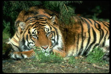 Detail Free Tiger Images Nomer 48