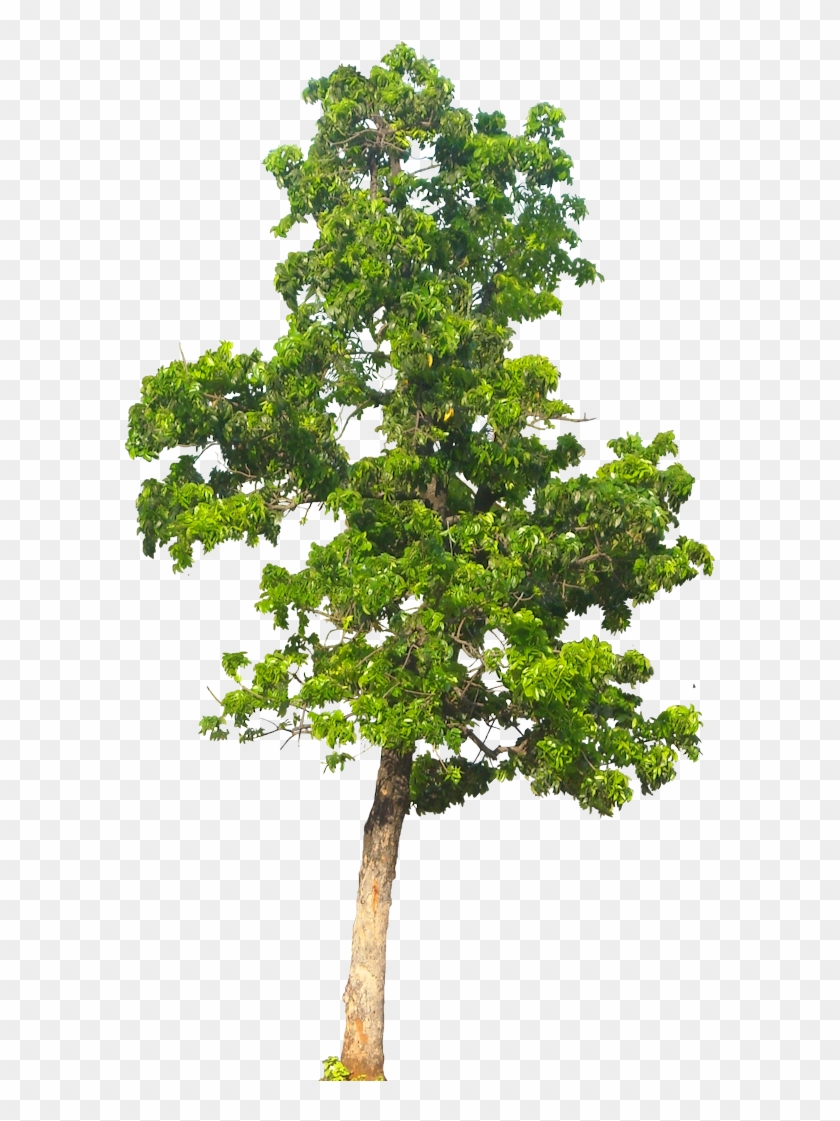 Detail Free Tree Png Nomer 12