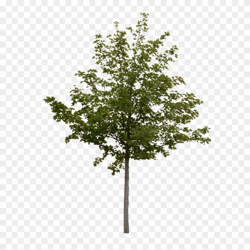 Detail Free Tree Png Nomer 47