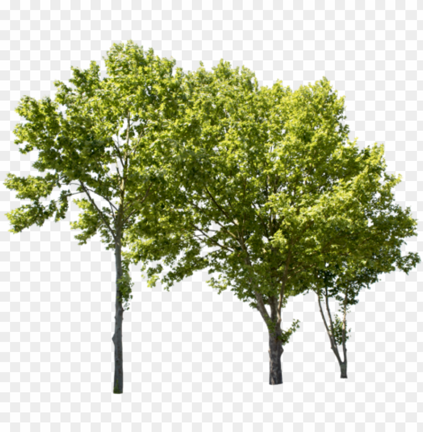 Detail Free Tree Png Nomer 49