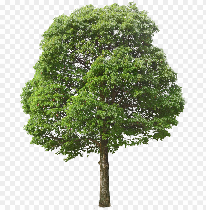 Detail Free Tree Png Nomer 7