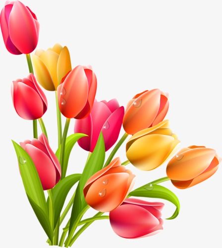 Detail Free Tulip Clipart Nomer 12