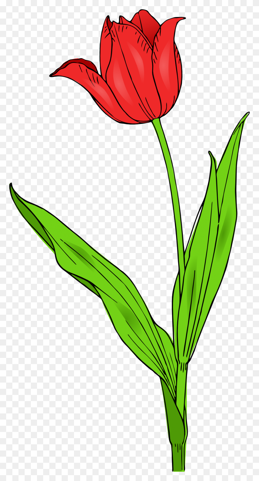 Detail Free Tulip Clipart Nomer 18
