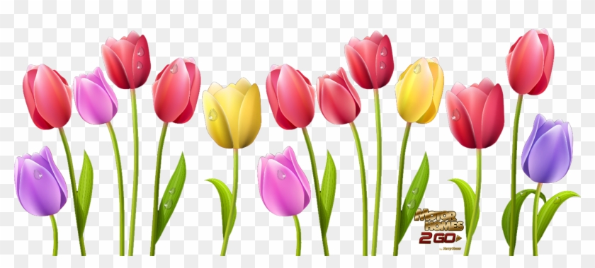 Detail Free Tulip Clipart Nomer 30