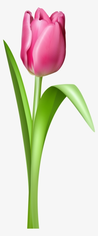 Detail Free Tulip Clipart Nomer 4