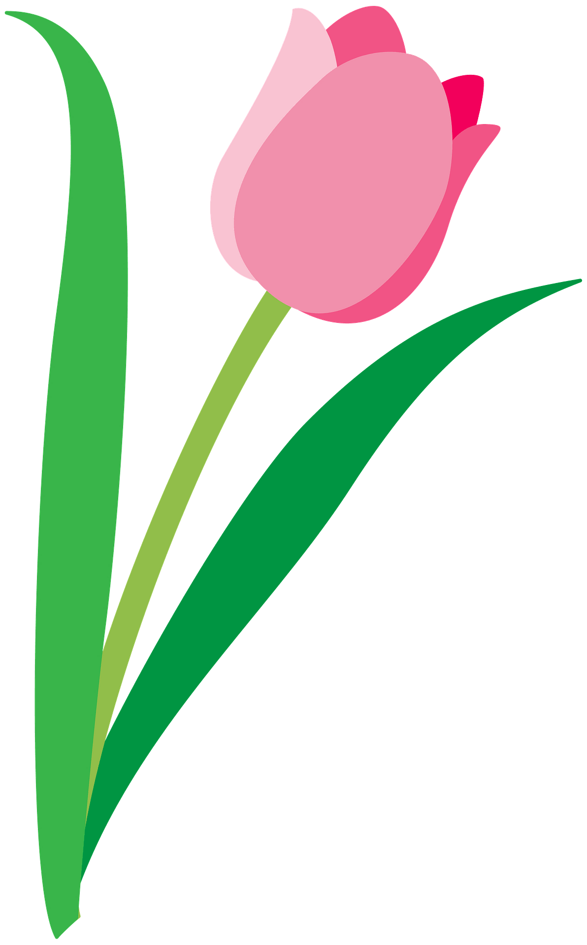 Detail Free Tulip Clipart Nomer 6