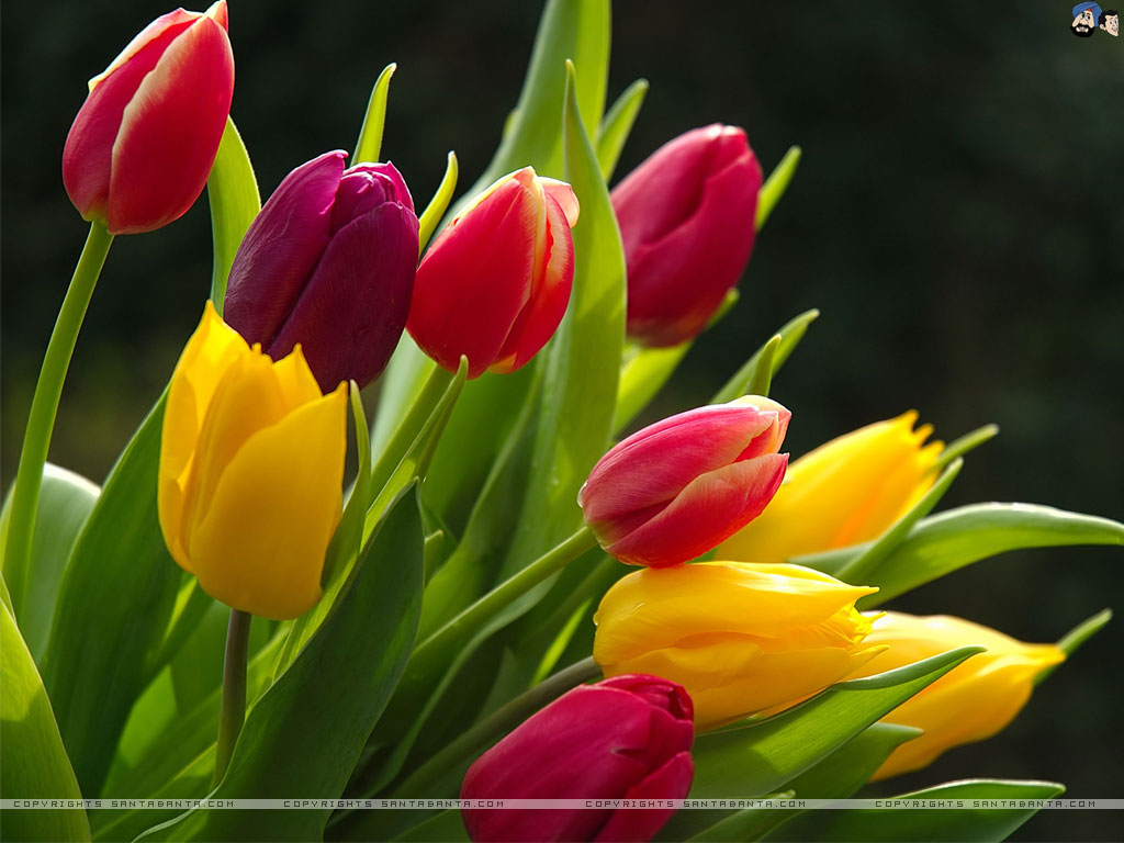 Detail Free Tulip Images Nomer 14