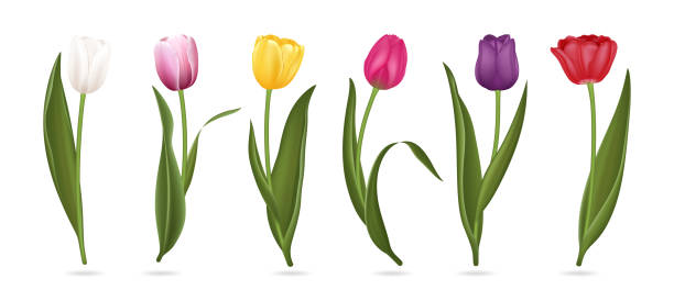 Detail Free Tulip Images Nomer 24